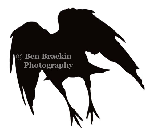 Crow 1 by Ben Brackin