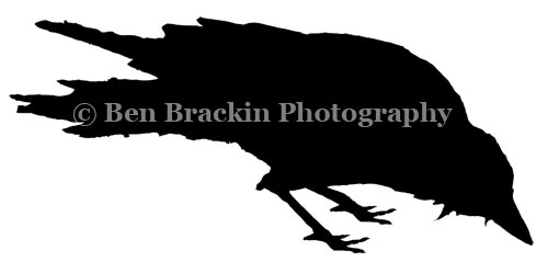Drinky Crow by Ben Brackin