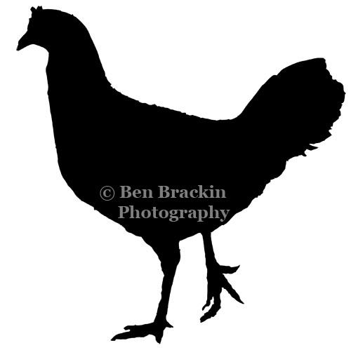 Kuaui Chicken by Ben Brackin