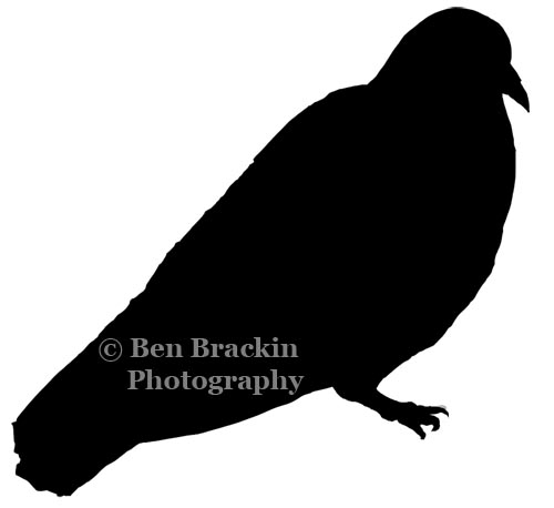Pigeon by Ben Brackin