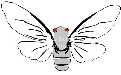 Cicada by Ben Brackin