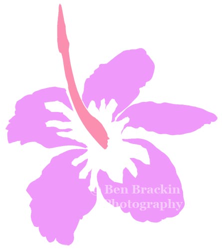 Pink Hibiscus by Ben Brackin